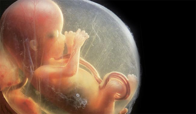 bambino embrione